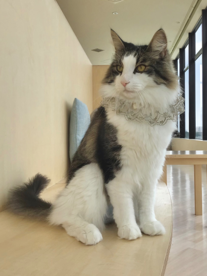 🎂キングくんのお誕生日👑