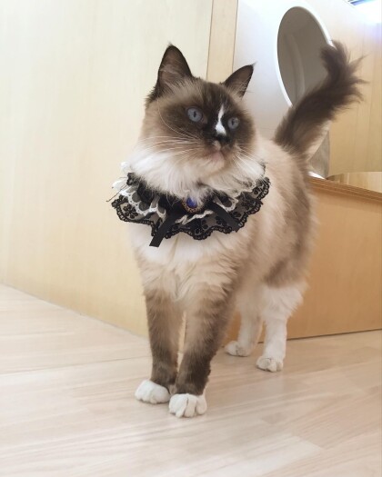 シャルロッテちゃんのお誕生日でした❣️