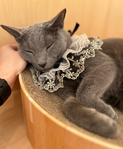 6/16はサニーくんのお誕生日🐱🎂