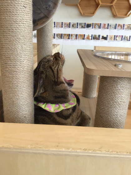 おっきなあくび