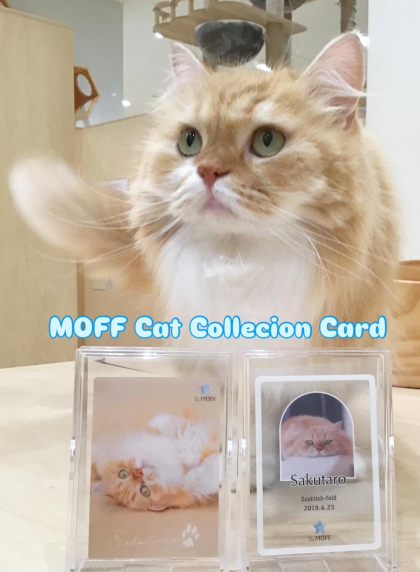 MOFF Cat Collecion Card販売スタート!