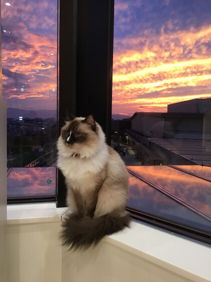 美ネコ