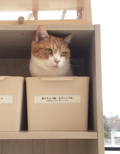 ももすけくん🍑ときょもくん🐈