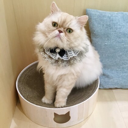 5/4はうにくんのお誕生日🎂❣️