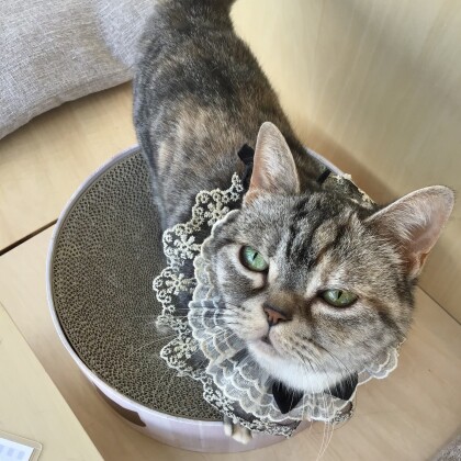 にこちゃんが6才を迎えました🥳