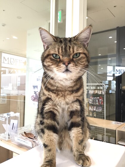 11月生まれのネコちゃんのお誕生日は明日✨