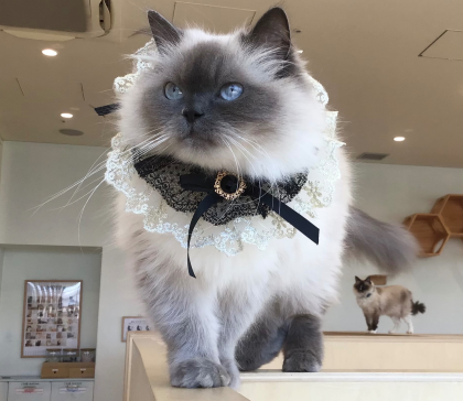 6/12のお誕生日ネコちゃん🐱🎂