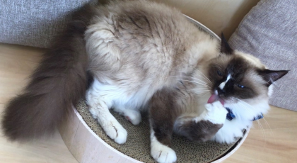 毛づくろい中🐈