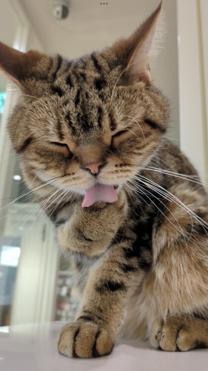 トラくん😻