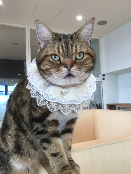 お誕生日おめでとう🎉🐈