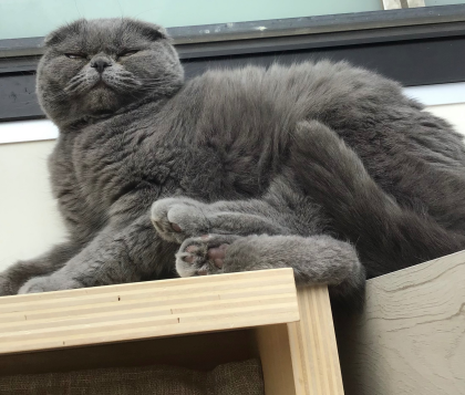 狭いところが好き🐱