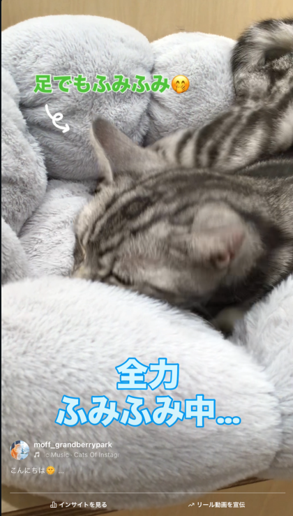 スパロウくんのふみふみ見納め動画🐾