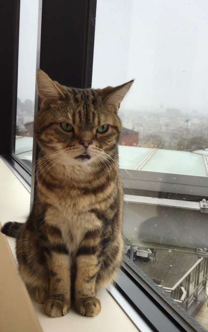 雪とトラくん⛄️