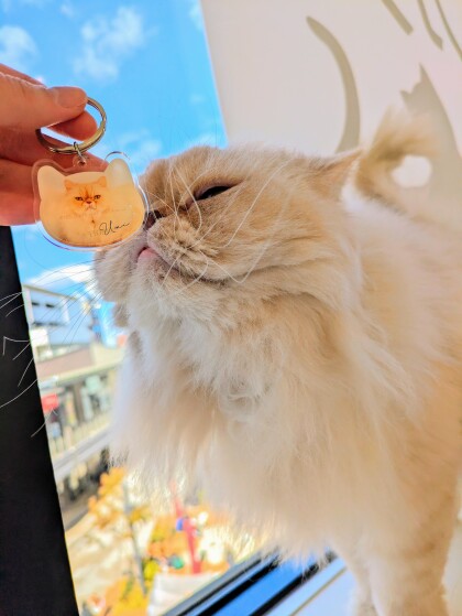 うに「僕がグッズになったにゃ！！」