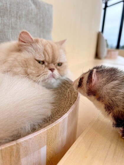 フェレットのマギーちゃん卒業日&お誕生日🎊