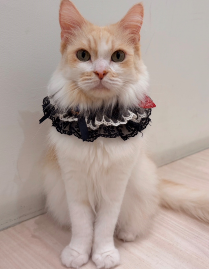 本日のお誕生日は、、、🎂