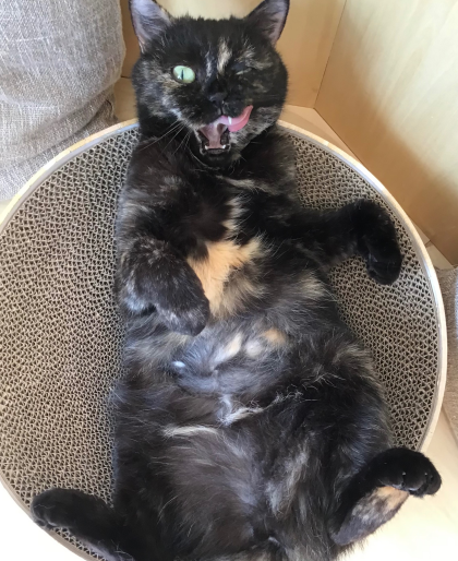 お次はヘソ天オスカルちゃん🐈‍⬛