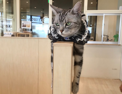 6/12のお誕生日ネコちゃん🐱🎂