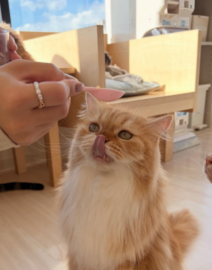 もふねこフォトコンテスト2026📷*･