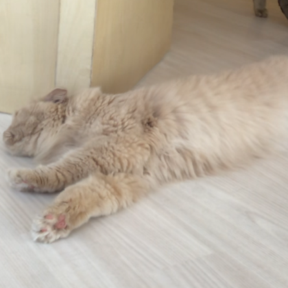 ゴロゴロ中🐱