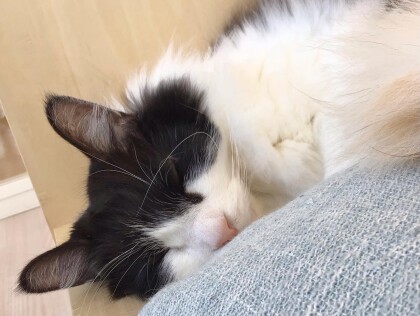 大型ニャンズ🐈🐾