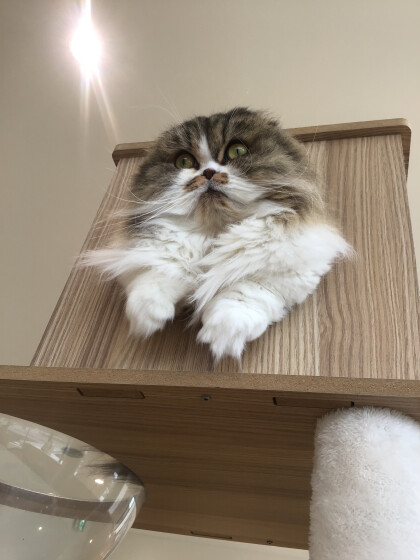 ヒョコッと登場クルミちゃん🐱