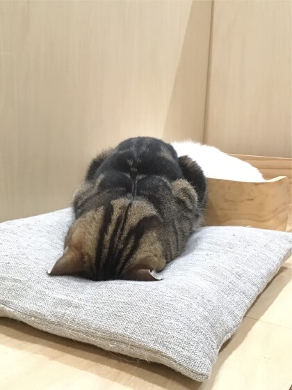 ごめん寝中、、、💤