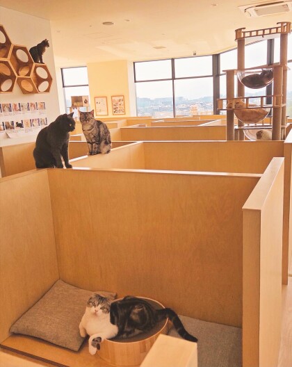 休館日のネコちゃん達🐱