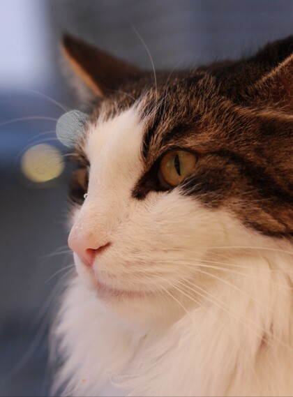 かっこかわいいキング君👑