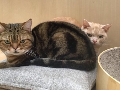 同じ品種で違った毛色🐈