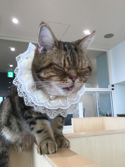 お誕生日おめでとう🎉🐈