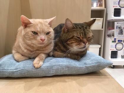 同じ品種で違った毛色🐈