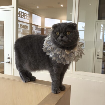 本日は！コウメちゃんのお誕生日です🐱