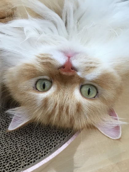 へそ天✨桜太郎くん🐈
