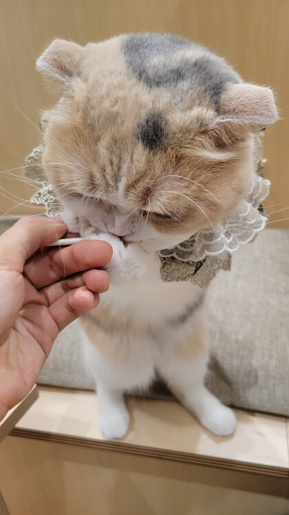 あんずちゃんのお誕生日会❣️