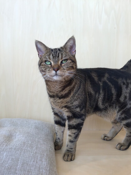 11月生まれのネコちゃんのお誕生日は明日✨