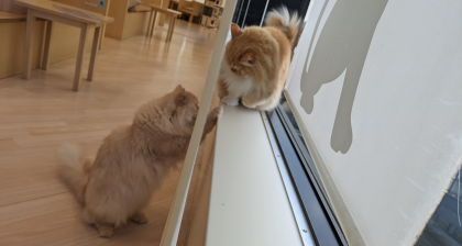 カーテンの裏にいるのは?