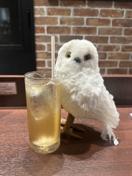 夏にピッタリ❕ジンジャーエール🫚❕