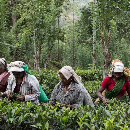 本日12/8は 【オーガニックの日】🌿