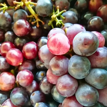 【糸おやつのおみせ】ジャム🍓🍋🍊のご紹介✨